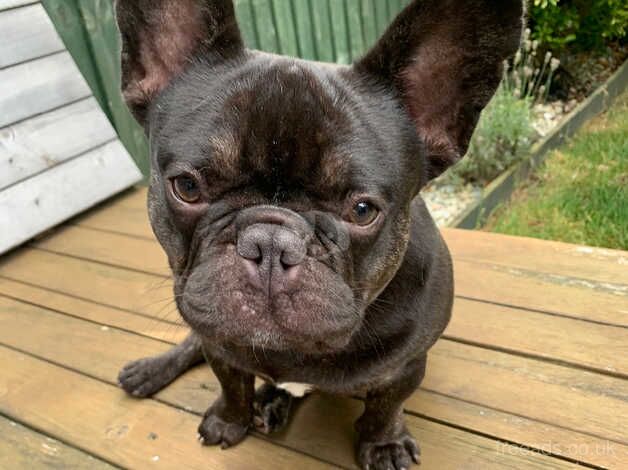 French Bulldog for sale in Northampton, Northamptonshire - Image 2