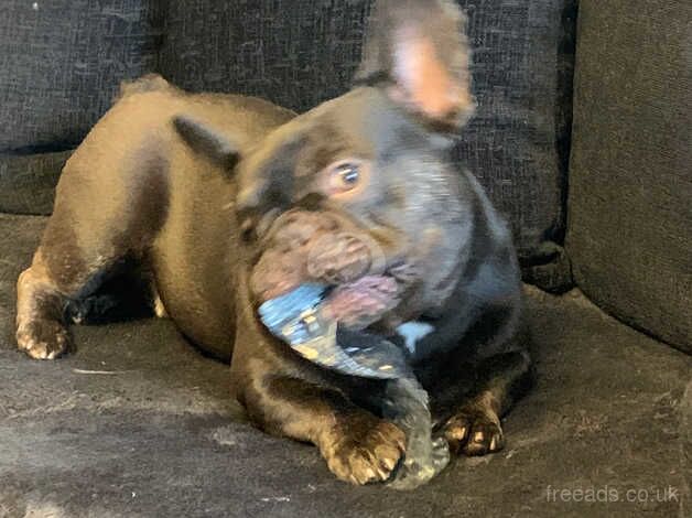 French Bulldog for sale in Northampton, Northamptonshire - Image 3