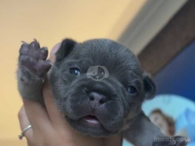 French bulldog for sale in Oldham, Greater Manchester - Image 1