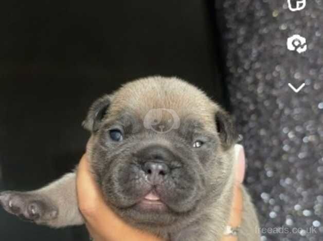 French bulldog for sale in Oldham, Greater Manchester - Image 2