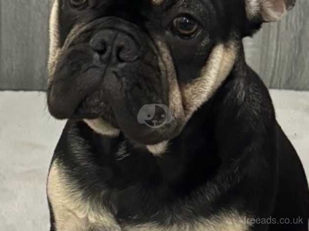 French bulldog for sale in Rochdale, Greater Manchester