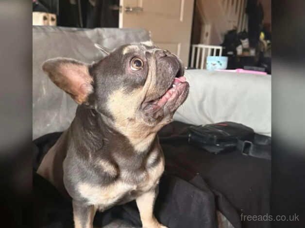 French bulldog for sale in Taunton, Greater Manchester