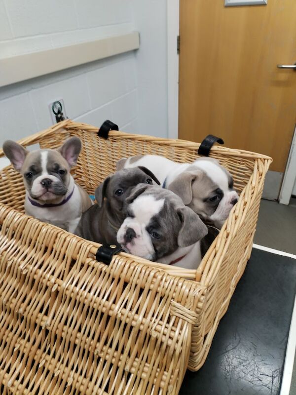 Reduced French bulldog KC reg for sale in Warwickshire