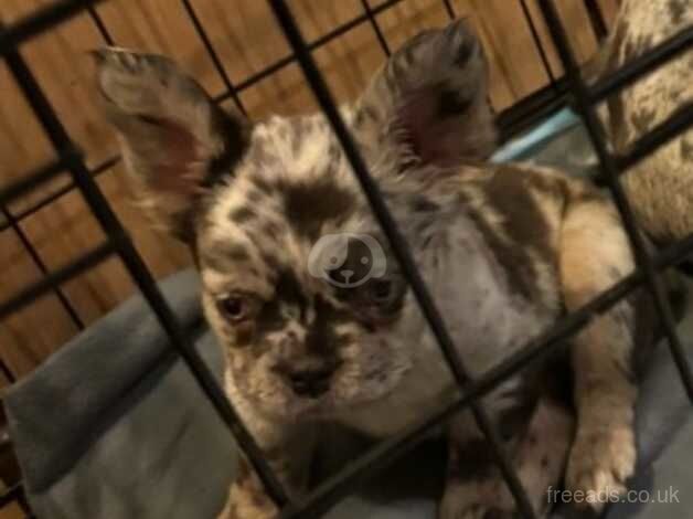 French bulldog male visual merle puppy for sale in Walsall, West Midlands