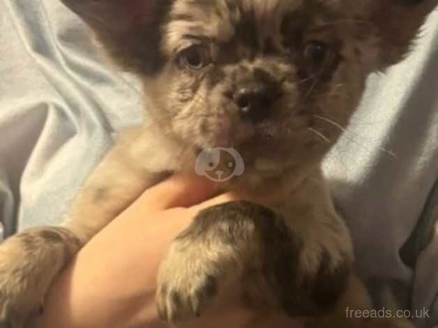 French bulldog male visual merle puppy for sale in Walsall, West Midlands - Image 2