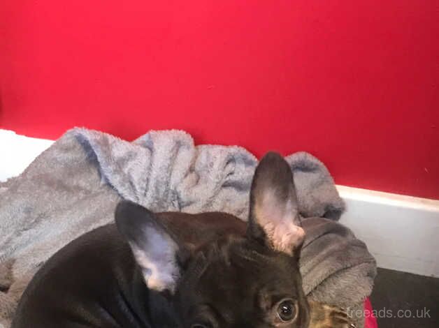 French bulldog mini for sale in Walsall, West Midlands