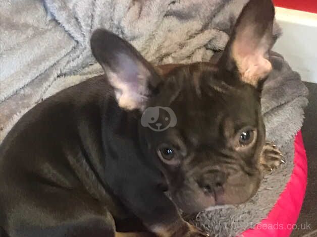 French bulldog mini for sale in Walsall, West Midlands - Image 2