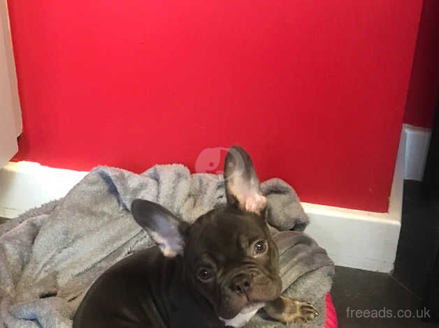 French bulldog mini for sale in Walsall, West Midlands - Image 3