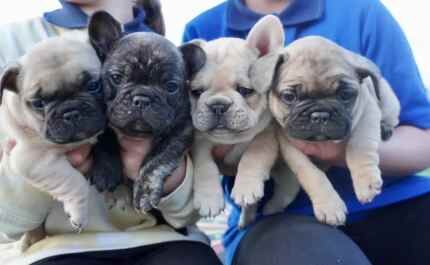 French bulldog pedigree puppies for sale in Ainsworth, Greater Manchester - Image 1