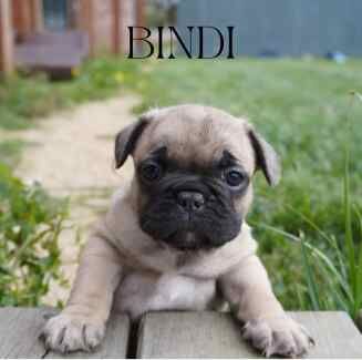 French bulldog pedigree puppies for sale in Ainsworth, Greater Manchester - Image 2