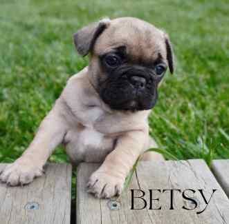 French bulldog pedigree puppies for sale in Ainsworth, Greater Manchester - Image 3