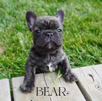 French bulldog pedigree puppies for sale in Ainsworth, Greater Manchester - Image 4