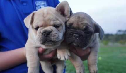 French bulldog pedigree puppies for sale in Ainsworth, Greater Manchester - Image 5