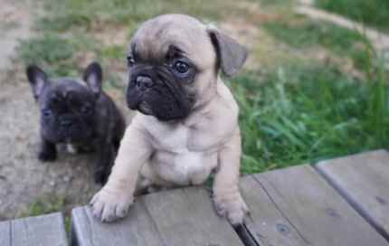 French bulldog pedigree puppies for sale in Ainsworth, Greater Manchester - Image 7