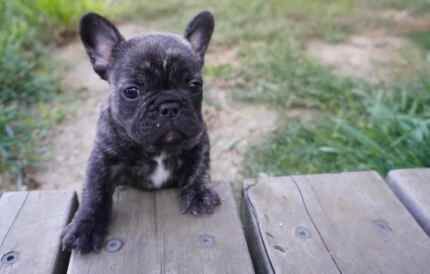 French bulldog pedigree puppies for sale in Ainsworth, Greater Manchester - Image 8