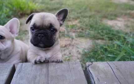 French bulldog pedigree puppies for sale in Ainsworth, Greater Manchester - Image 9