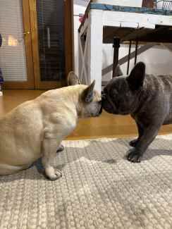 French bulldog pedigree puppies for sale in Ainsworth, Greater Manchester - Image 10