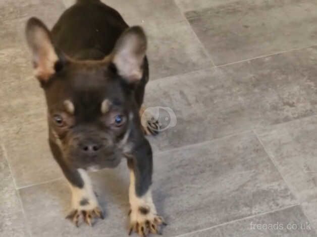 French bulldog pup for sale in Leighton Buzzard, Bedfordshire - Image 3