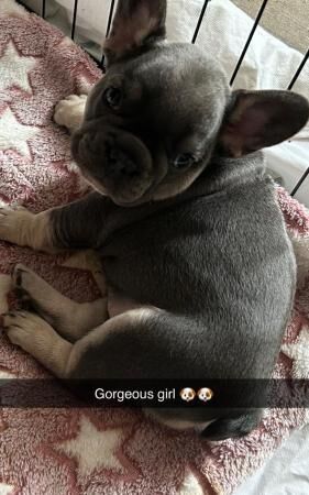 French Bulldog Puppies 1Girl 1Boy for sale in Leeds, West Yorkshire