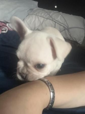 French Bulldog Puppies 1Girl 1Boy for sale in Leeds, West Yorkshire - Image 2