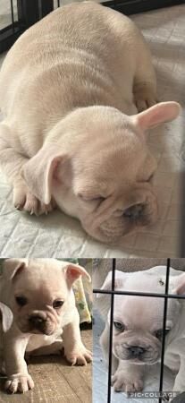 French Bulldog Puppies 1Girl 1Boy for sale in Leeds, West Yorkshire - Image 3