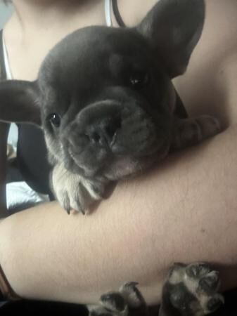 French Bulldog Puppies 1Girl 1Boy for sale in Leeds, West Yorkshire - Image 4