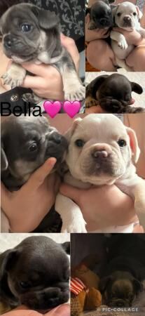 French Bulldog Puppies 1Girl 1Boy for sale in Leeds, West Yorkshire - Image 5