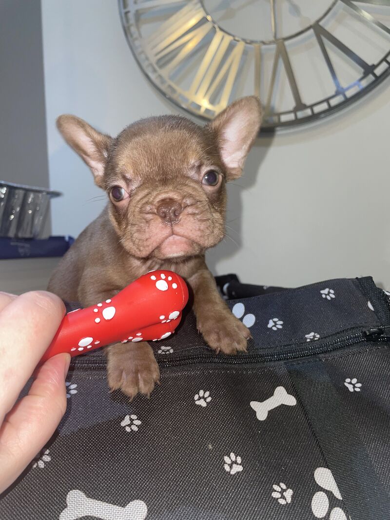 French bulldog puppies for sale in Cardiff 