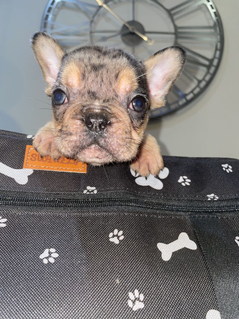 French bulldog puppies for sale in Cardiff - Image 2