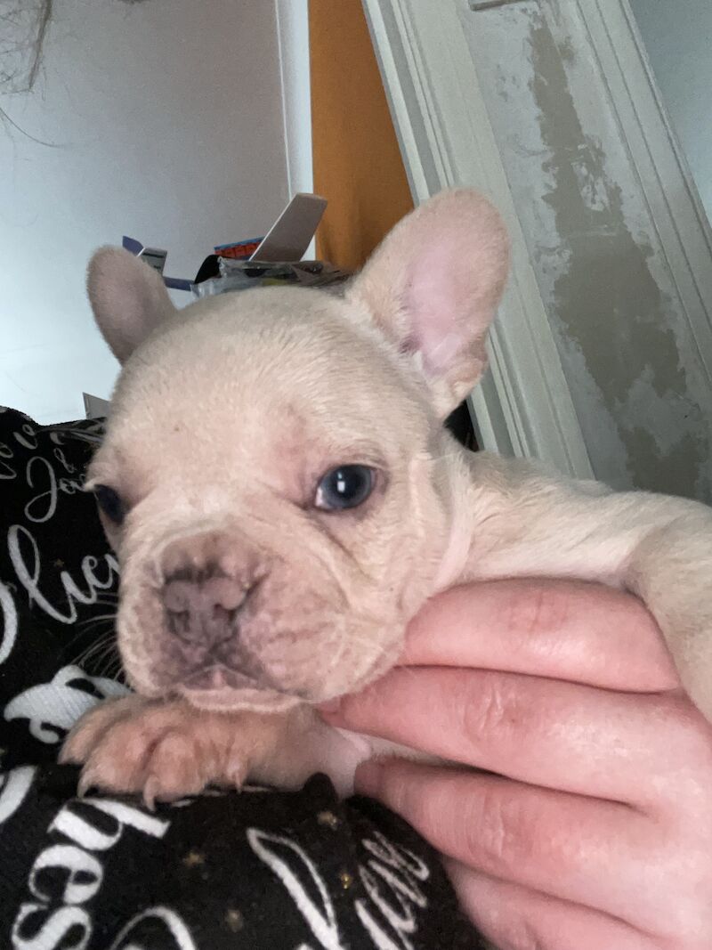 French bulldog puppies for sale in Cardiff - Image 4