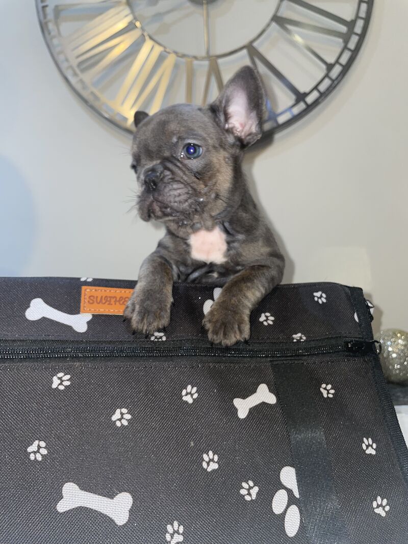 French bulldog puppies for sale in Cardiff - Image 6