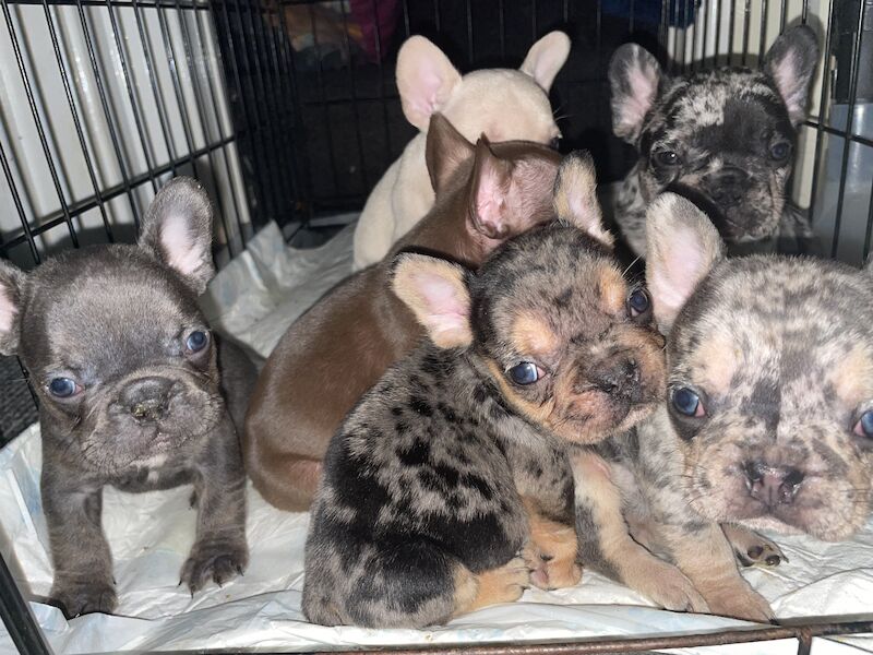 French bulldog puppies for sale in Cardiff - Image 8