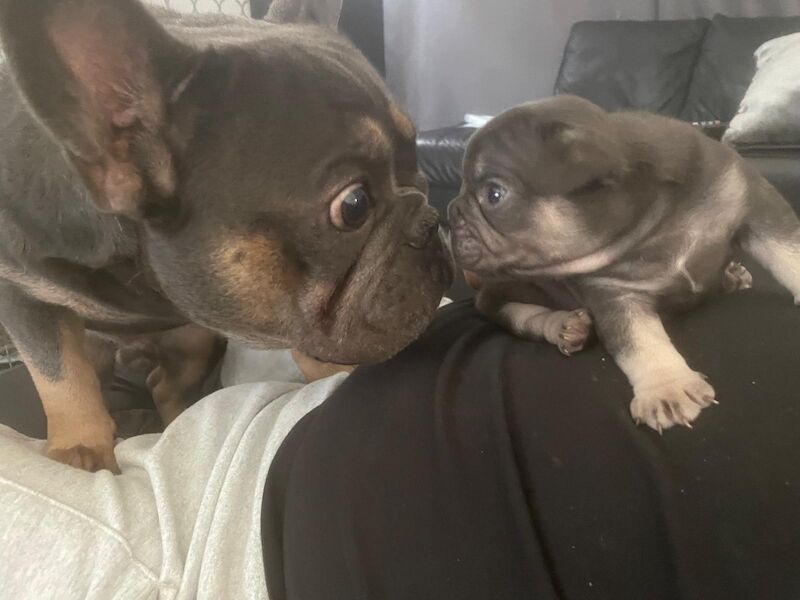 French bulldog puppies for sale in Dagenham, Barking & Dagenham, Greater London - Image 1