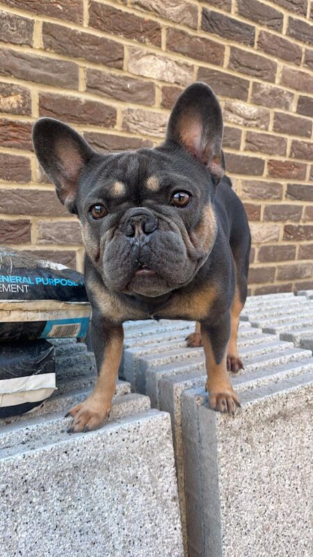 French bulldog puppies for sale in Dagenham, Barking & Dagenham, Greater London - Image 2