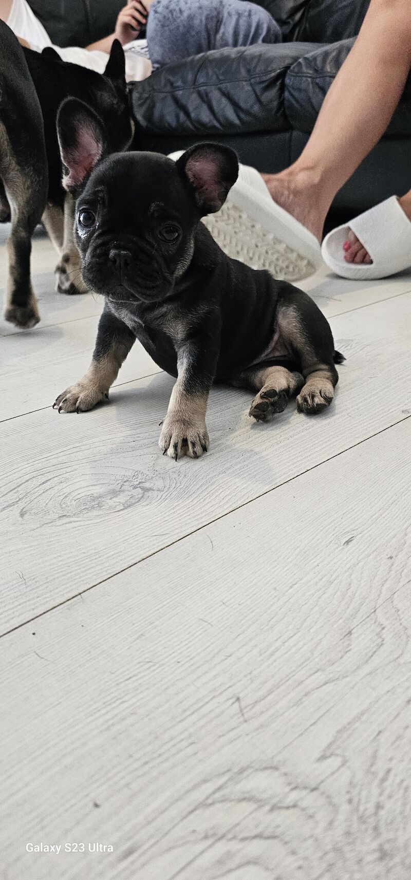 French bulldog puppies for sale in Dagenham, Barking & Dagenham, Greater London - Image 3