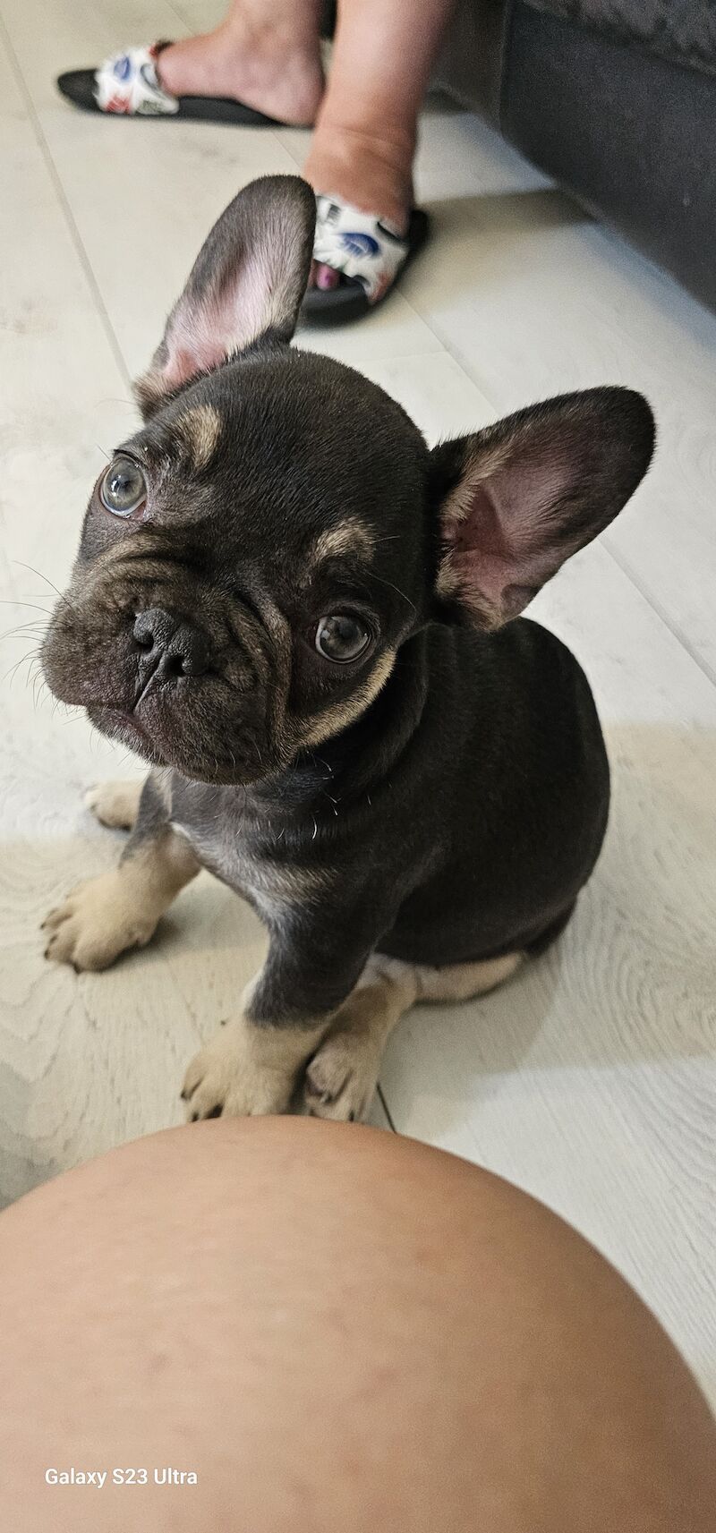 French bulldog puppies for sale in Dagenham, Barking & Dagenham, Greater London - Image 4