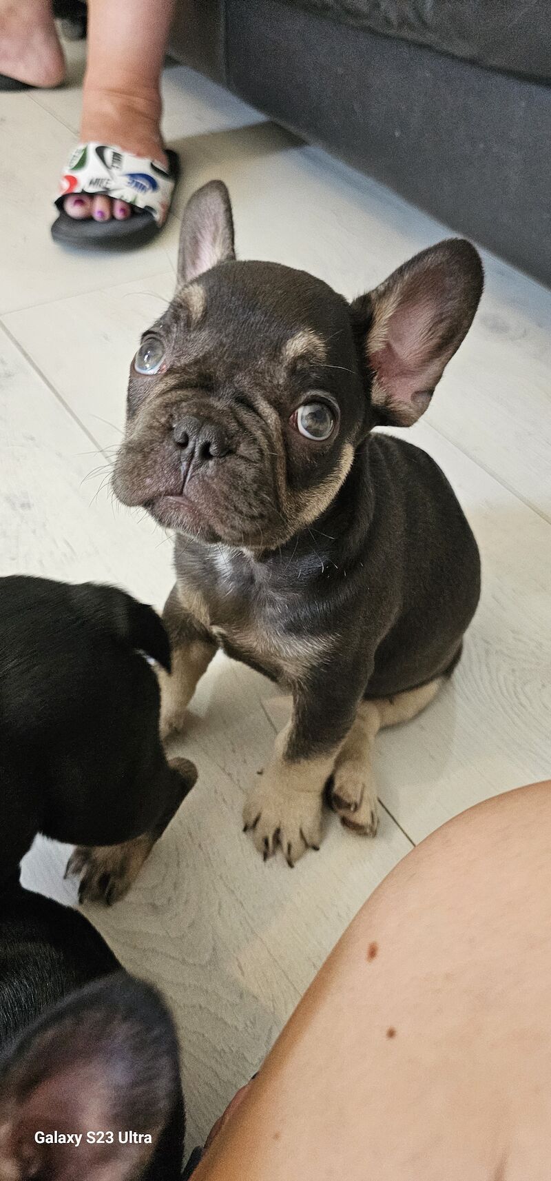 French bulldog puppies for sale in Dagenham, Barking & Dagenham, Greater London - Image 5