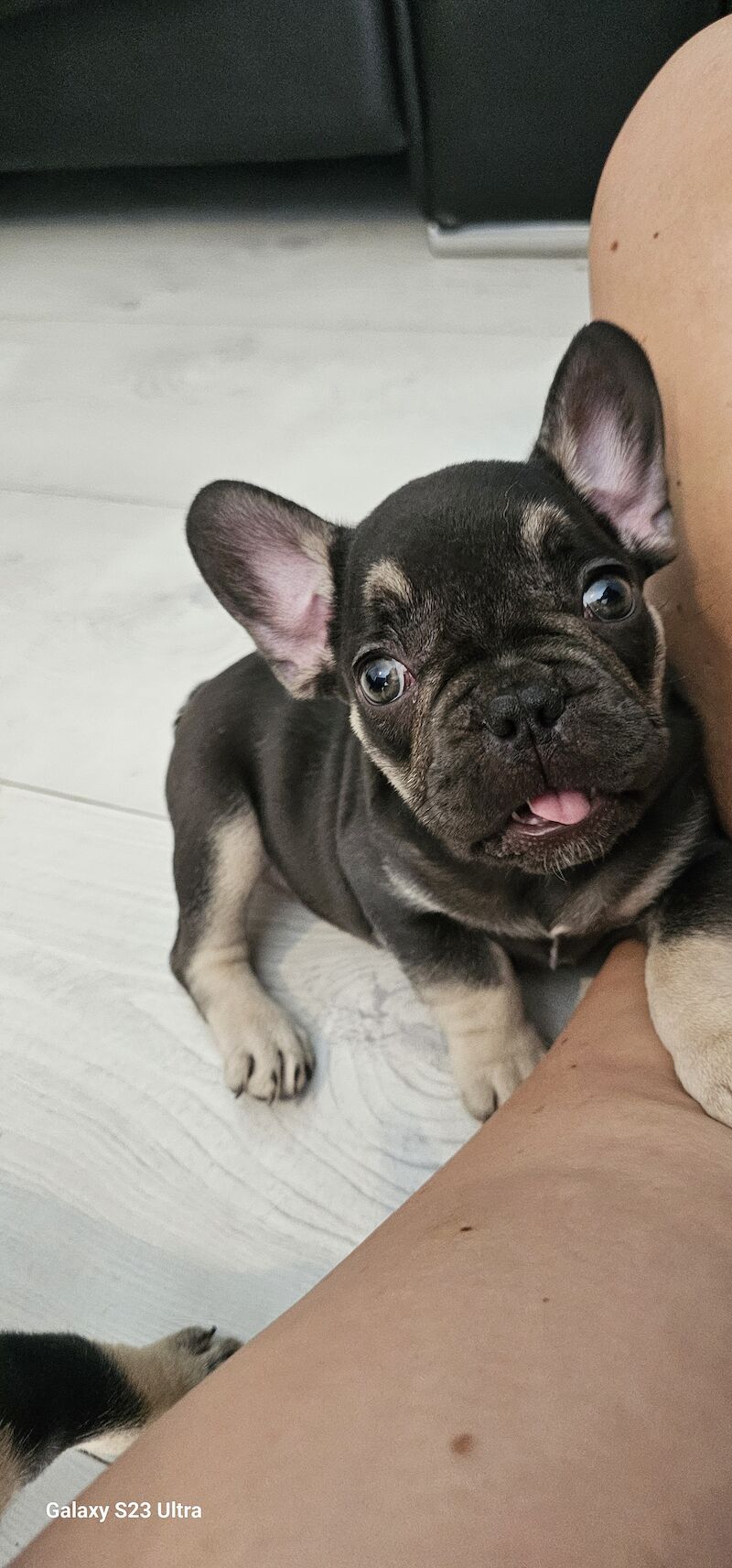 French bulldog puppies for sale in Dagenham, Barking & Dagenham, Greater London - Image 6