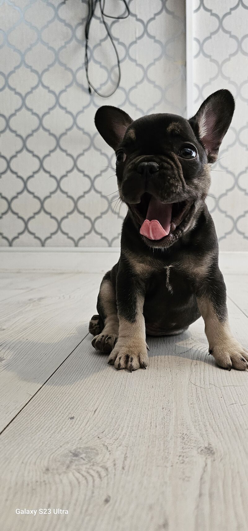 French bulldog puppies for sale in Dagenham, Barking & Dagenham, Greater London - Image 7