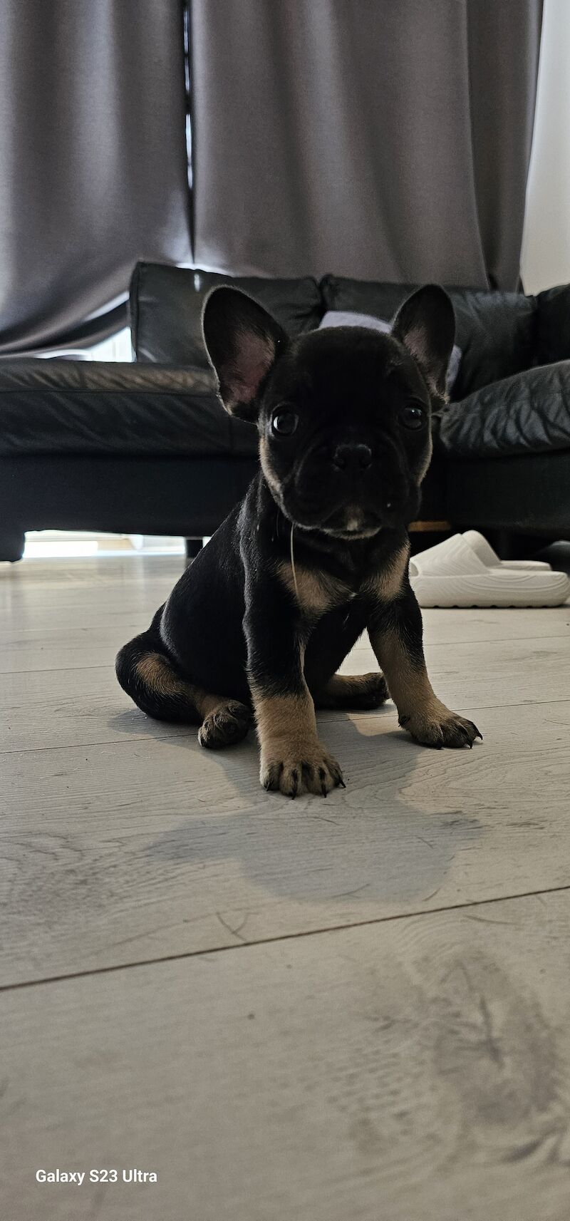 French bulldog puppies for sale in Dagenham, Barking & Dagenham, Greater London - Image 8