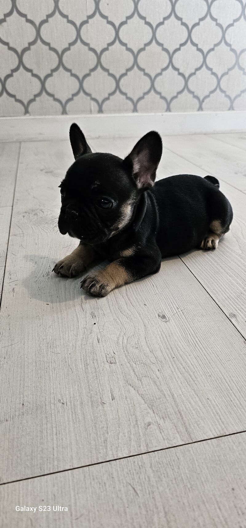 French bulldog puppies for sale in Dagenham, Barking & Dagenham, Greater London - Image 9