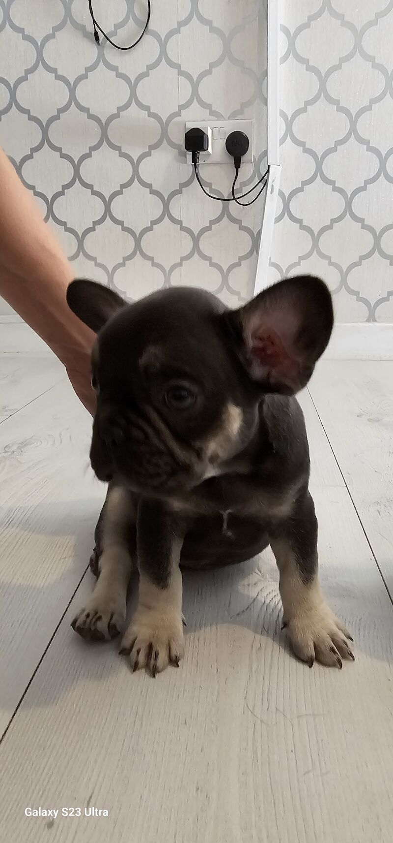 French bulldog puppies for sale in Dagenham, Barking & Dagenham, Greater London - Image 10