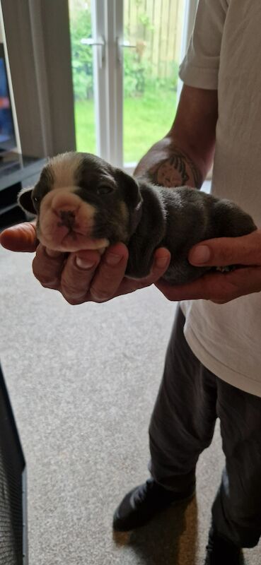 French bulldog puppies for sale in Newcastle upon Tyne, Tyne and Wear