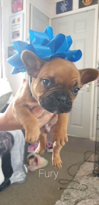 French Bulldog Puppies for sale in Denton, Greater Manchester