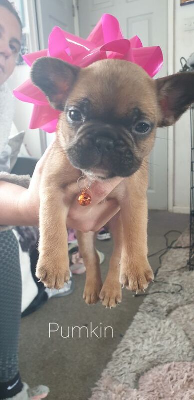 French Bulldog Puppies for sale in Denton, Greater Manchester - Image 2