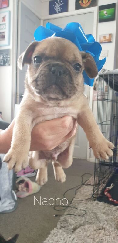 French Bulldog Puppies for sale in Denton, Greater Manchester - Image 3