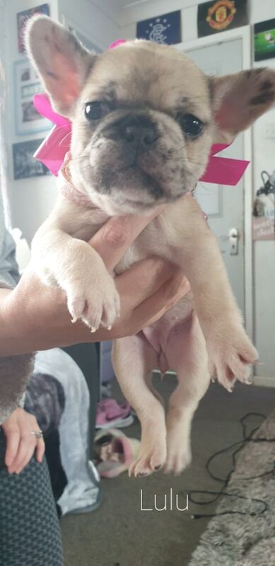 French Bulldog Puppies for sale in Denton, Greater Manchester - Image 4