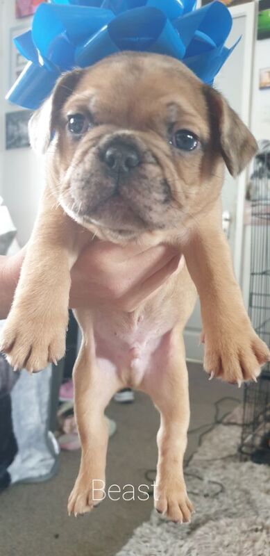 French Bulldog Puppies for sale in Denton, Greater Manchester - Image 5