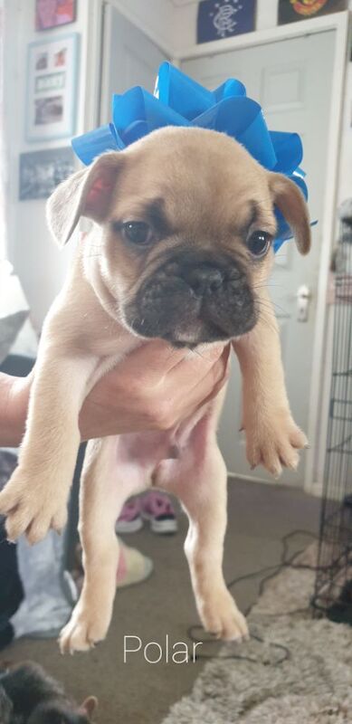 French Bulldog Puppies for sale in Denton, Greater Manchester - Image 6