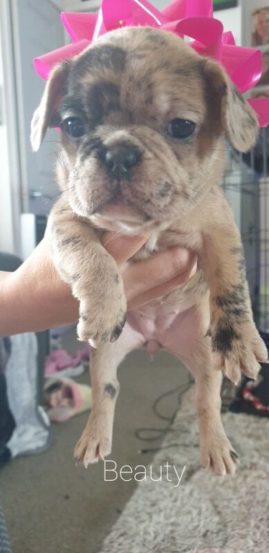 French Bulldog Puppies for sale in Denton, Greater Manchester - Image 7